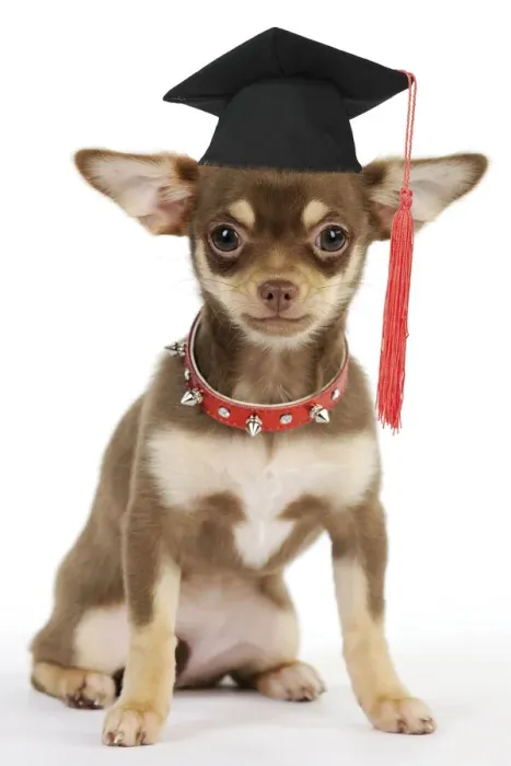 Framed Print : DOG. Chihuahua puppy wearing studded collar Framed Print : DOG. Chihuahua puppy wearing studded collar