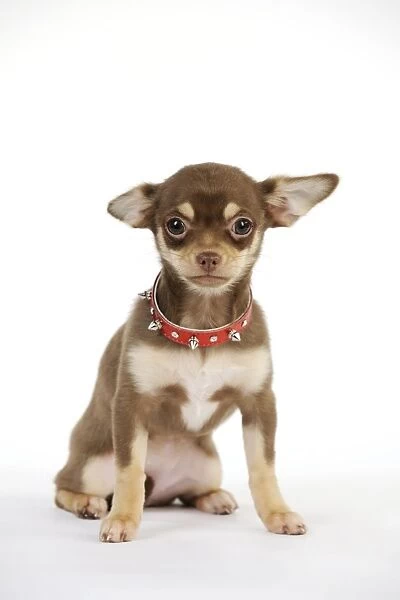 DOG. Chihuahua puppy wearing studded collar