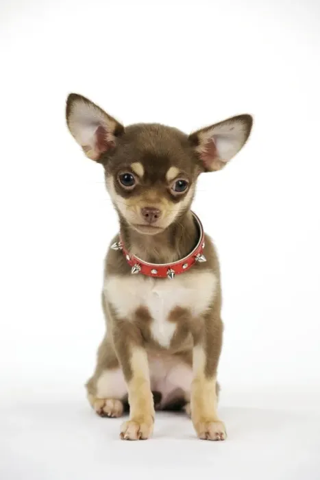 Framed Print : DOG. Chihuahua puppy wearing studded collar Framed Print : DOG. Chihuahua puppy wearing studded collar