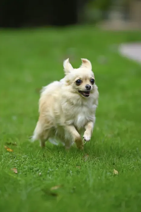 Framed Print : DOG, Chihuahua, running in a garden Framed Print : DOG, Chihuahua, running in a garden