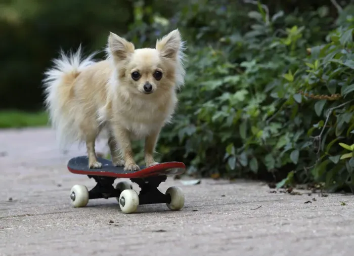 Framed Print : DOG, Chihuahua, on a scateboard in a graden Framed Print : DOG, Chihuahua, on a scateboard in a graden