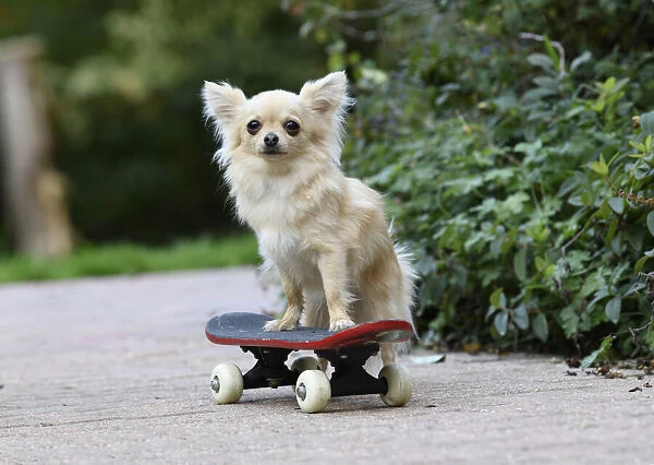 DOG, Chihuahua, on a scateboard in a graden