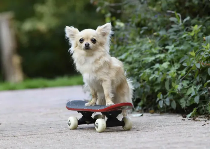 Framed Print : DOG, Chihuahua, on a scateboard in a graden Framed Print : DOG, Chihuahua, on a scateboard in a graden