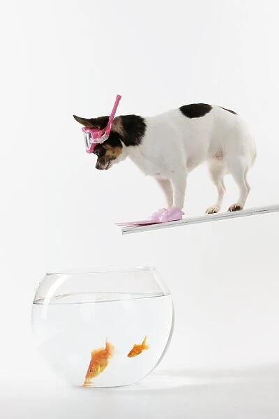 DOG. Chihuahua in scuba gear over goldfish bowl