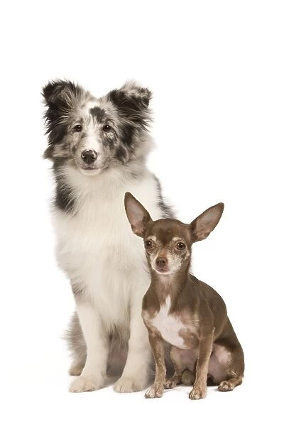 Dog - Chihuahua & Shetland Sheepdog in studio