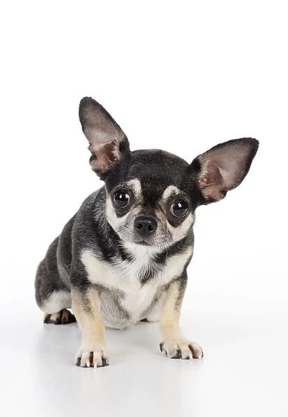 DOG. Chihuahua sitting