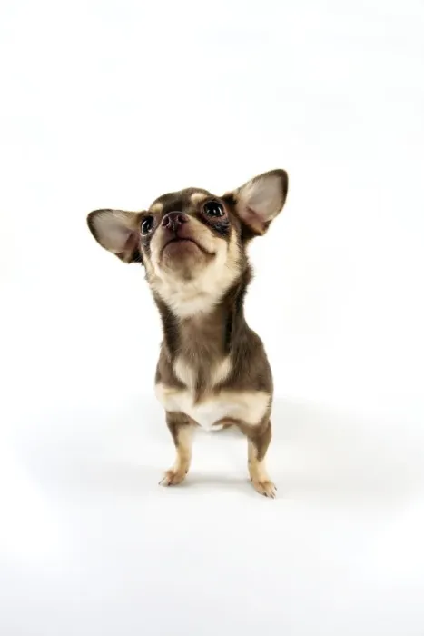 Framed Print : DOG - Chihuahua sitting Framed Print : DOG - Chihuahua sitting