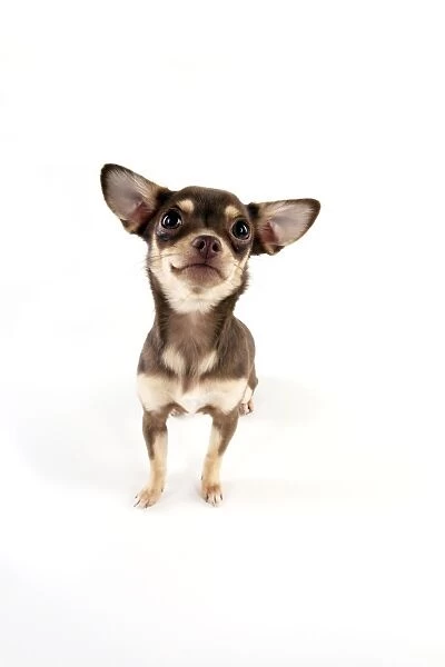 DOG - Chihuahua sitting
