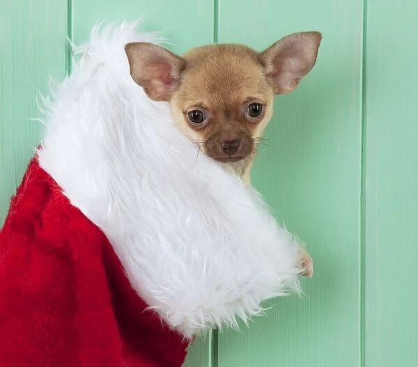 DOG - Chihuahua sitting in christmas stocking