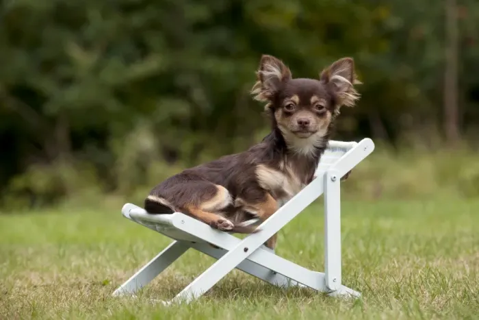 Framed Print : DOG - Chihuahua sitting on deck chair Framed Print : DOG - Chihuahua sitting on deck chair