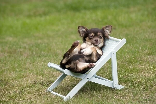 DOG - Chihuahua sitting on deck chair