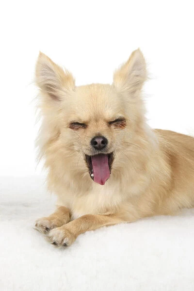 DOG, Chihuahua, , sitting, face, expressions, studio, white background