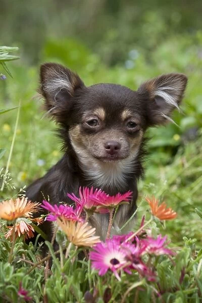 DOG - Chihuahua sitting in flowerbed