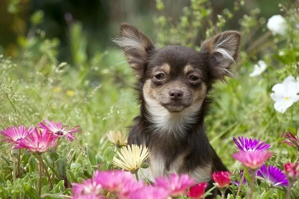 DOG - Chihuahua sitting in flowerbed