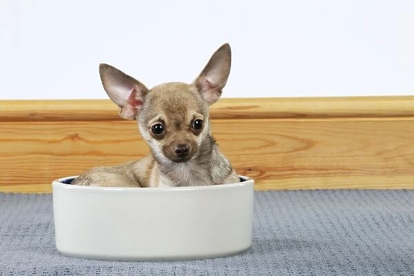 DOG. Chihuahua sitting in food bowl