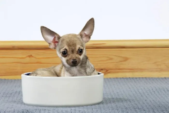 Framed Print : DOG. Chihuahua sitting in food bowl Framed Print : DOG. Chihuahua sitting in food bowl