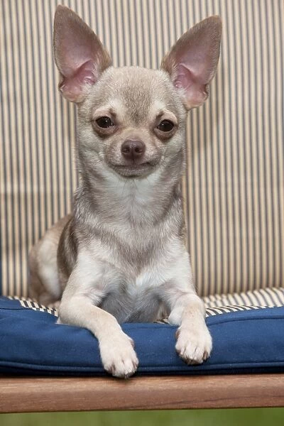 DOG - Chihuahua sitting on garden chair