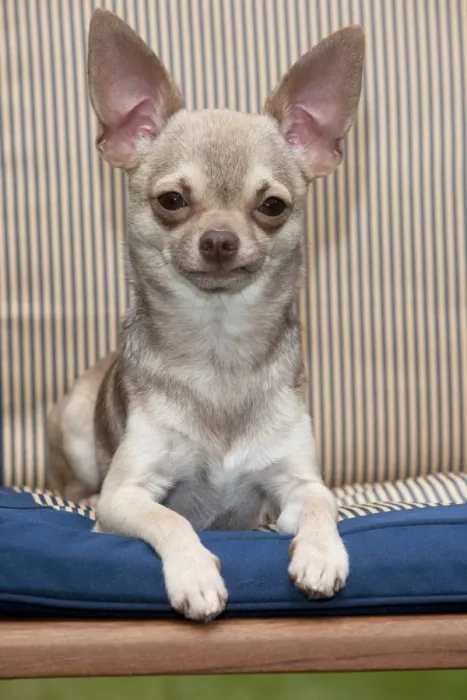 Framed Print : DOG - Chihuahua sitting on garden chair