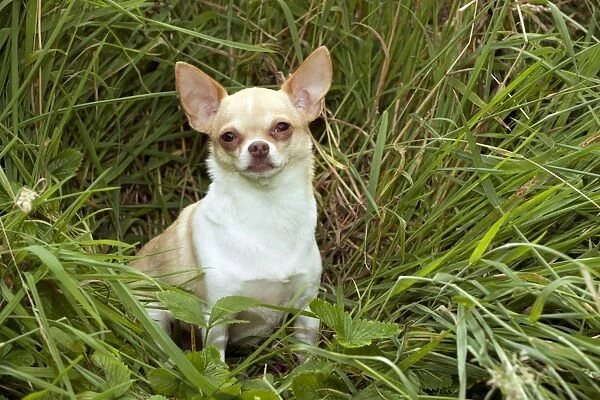 DOG - Chihuahua sitting in grass