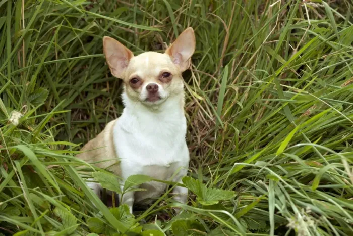 Framed Print : DOG - Chihuahua sitting in grass Framed Print : DOG - Chihuahua sitting in grass