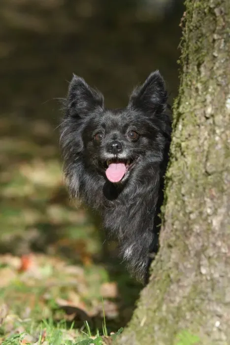 Framed Print : DOG, Chihuahua, sitting, looking around a tree in a graden, autumn Framed Print : DOG, Chihuahua, sitting, looking around a tree in a graden, autumn