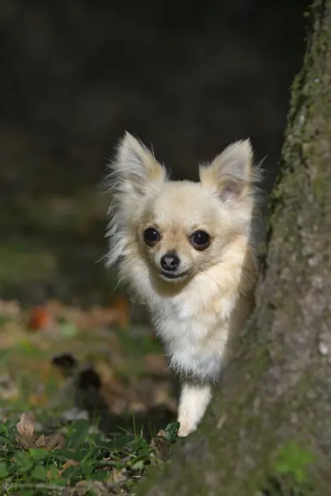 Framed Print : DOG, Chihuahua, sitting, looking around a tree in a graden, autumn Framed Print : DOG, Chihuahua, sitting, looking around a tree in a graden, autumn