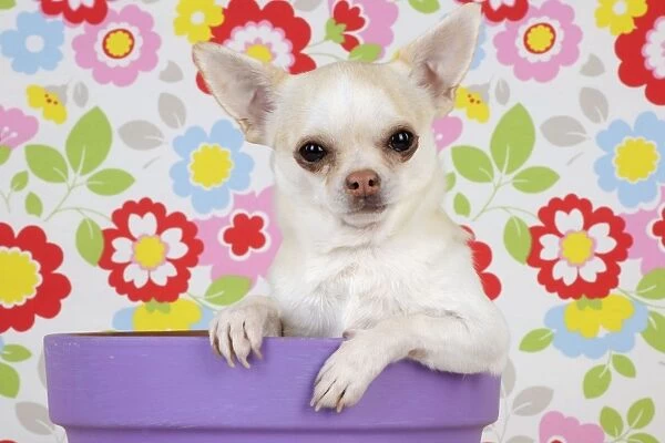DOG. Chihuahua sitting in plant pot