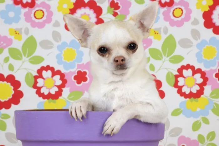Framed Print : DOG. Chihuahua sitting in plant pot Framed Print : DOG. Chihuahua sitting in plant pot