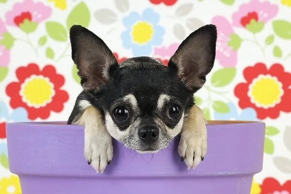 DOG. Chihuahua sitting in plant pot looking over the side