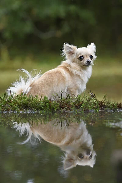 DOG, Chihuahua, sitting next to a pool in a graden, with reflection