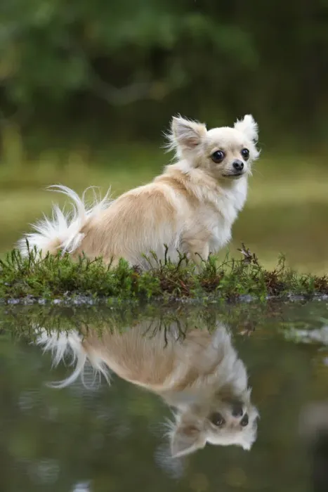 Framed Print : DOG, Chihuahua, sitting next to a pool in a graden, with reflection Framed Print : DOG, Chihuahua, sitting next to a pool in a graden, with reflection