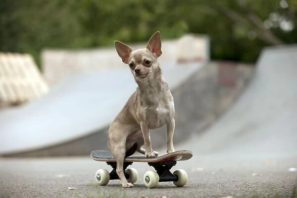 DOG - Chihuahua on skateboard in skate park Digital Manipulation: removed person from the background