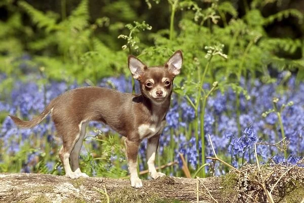 DOG - Chihuahua standing in bluebells