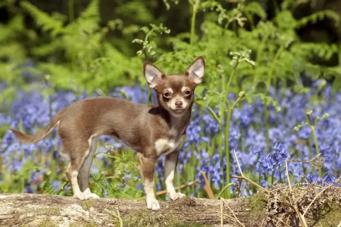 Framed Print : DOG - Chihuahua standing in bluebells Framed Print : DOG - Chihuahua standing in bluebells