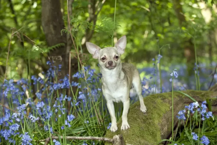 Framed Print : DOG - Chihuahua standing in bluebells Framed Print : DOG - Chihuahua standing in bluebells