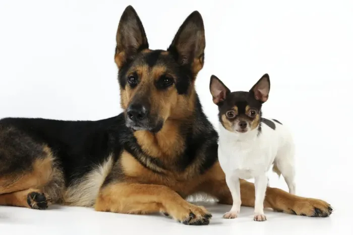 Framed Print : DOG. Chihuahua standing next to a german shepherd laying down Framed Print : DOG. Chihuahua standing next to a german shepherd laying down