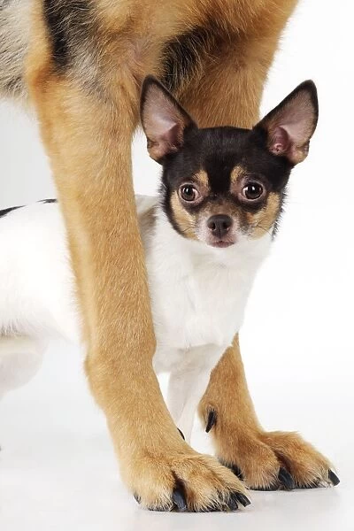 DOG. Chihuahua standing between a german shepherds paws