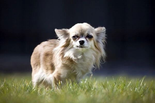 Dog - Chihuahua standing in grass