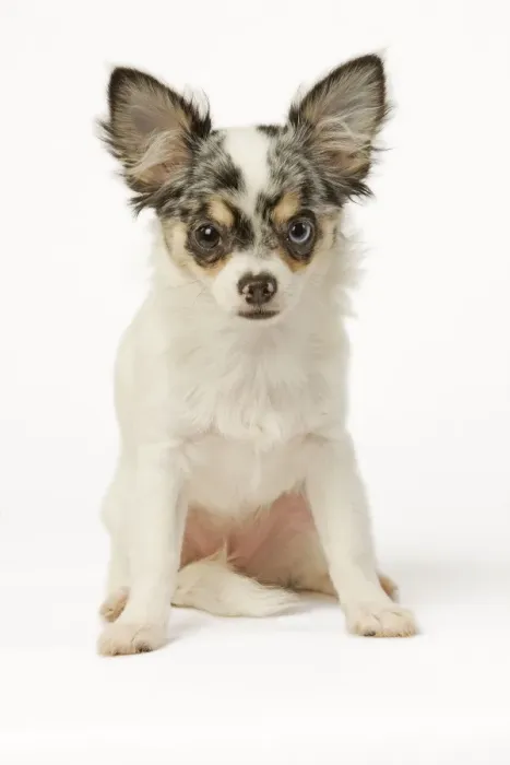 Framed Print : Dog - Chihuahua in studio Framed Print : Dog - Chihuahua in studio