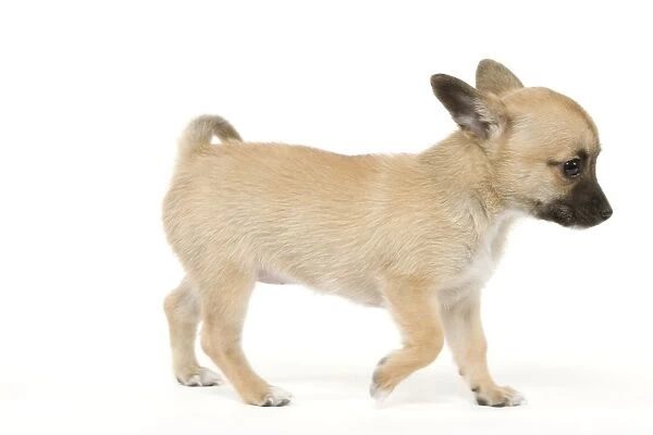 Dog - Chihuahua - in studio