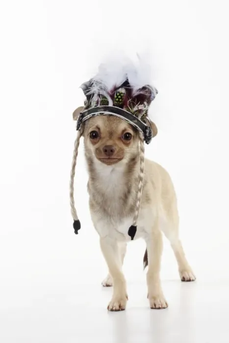 Framed Print : DOG. Chihuahua wearing indian headress Framed Print : DOG. Chihuahua wearing indian headress
