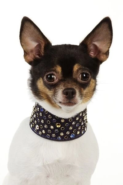 DOG. Chihuahua wearing large studded collar