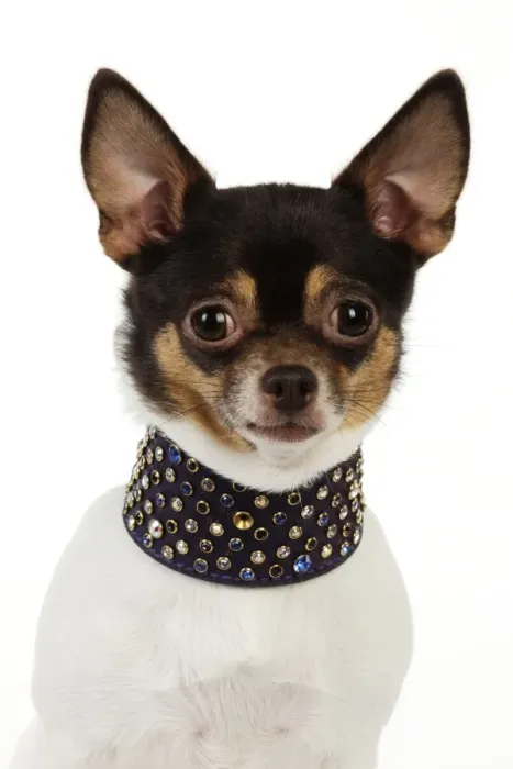 Framed Print : DOG. Chihuahua wearing large studded collar Framed Print : DOG. Chihuahua wearing large studded collar