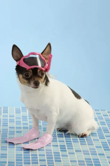 Framed Print : DOG. Chihuahua wearing snorkel and flippers Framed Print : DOG. Chihuahua wearing snorkel and flippers