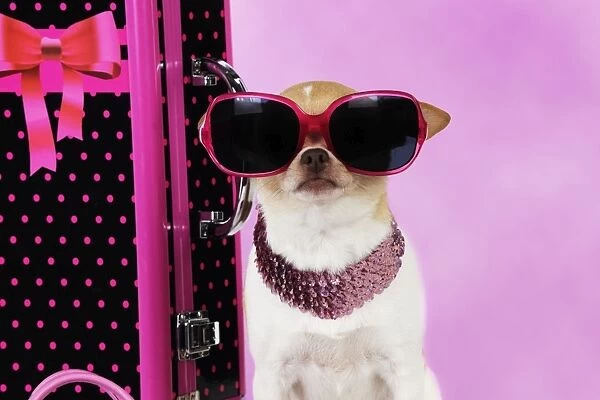 DOG. Chihuahua wearing sunglasses with girly props Digital Manipulation: Background colour