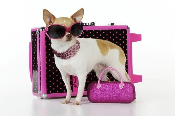 DOG. Chihuahua wearing sunglasses with girly props