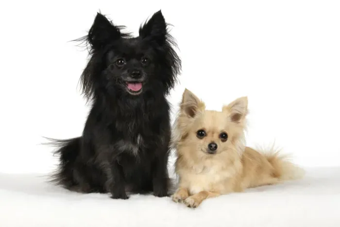 Framed Print : DOG, Chihuahua, X2, black & fawn, sitting together, studio, white background Framed Print : DOG, Chihuahua, X2, black & fawn, sitting together, studio, white background