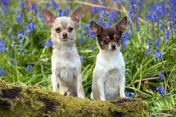 DOG - Chihuahuas - in bluebells