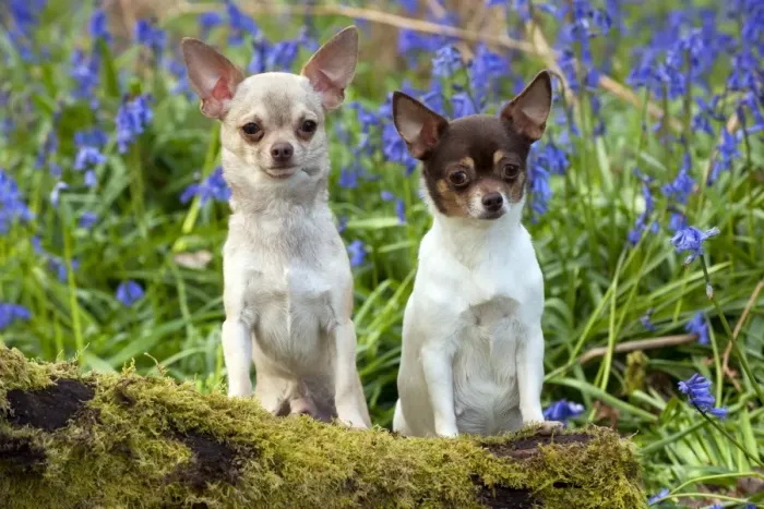Framed Print : DOG - Chihuahuas - in bluebells Framed Print : DOG - Chihuahuas - in bluebells