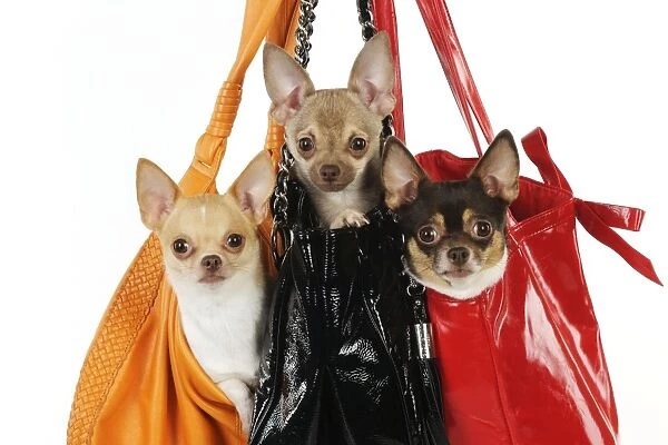 DOG. Chihuahuas in handbags